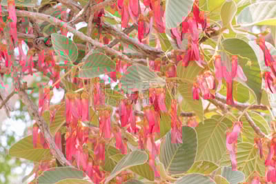 叶子,迪言高原,自然,褐色,水平画幅,无人,尤脑香科树,华丽的,红色,亚洲