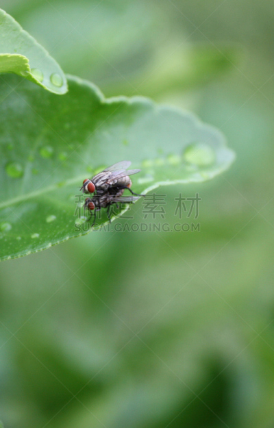 厩螫蝇,一对,眼痛,家蝇,垂直画幅,动物交配,动物习性,动物身体部位,翅膀,雄性动物