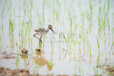 防水长靴,高跷,长的,鹭管鱼,宽的,黑翅长脚鹬,水,美,水平画幅,鸟类