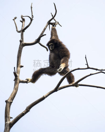 白长臂猿,长臂猿,垂直画幅,褐色,树梢,猴子,动物身体部位,野外动物,户外,雨林