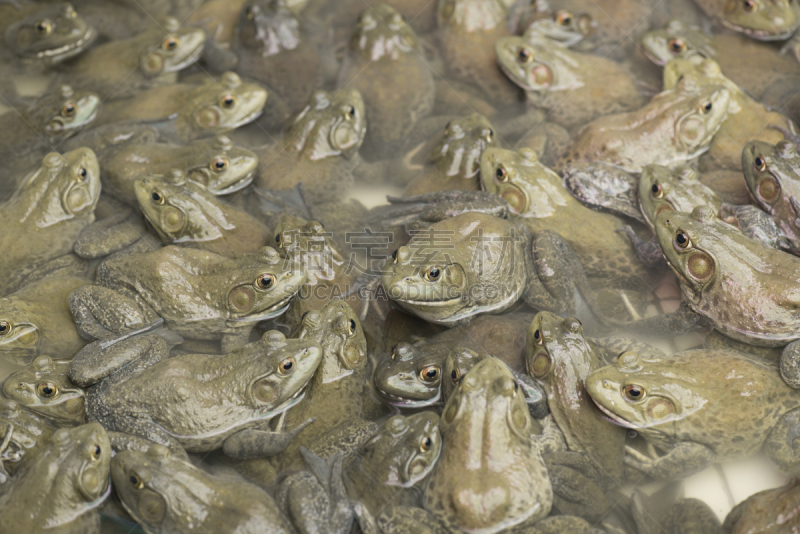 青蛙,美国牛蛙,农场,水,水平画幅,湿,动物身体部位,生物学,特写,肉