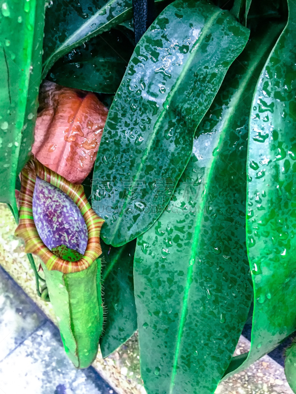 植物群,肉食植物,鸡尾酒,垂直画幅,枝繁叶茂,二齿猪笼草,无人,婆罗洲岛,户外,雨林