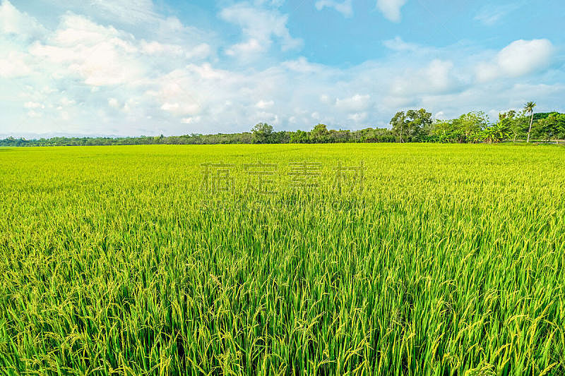 田地,稻,风景,水,天空,美,水平画幅,早晨,户外,草