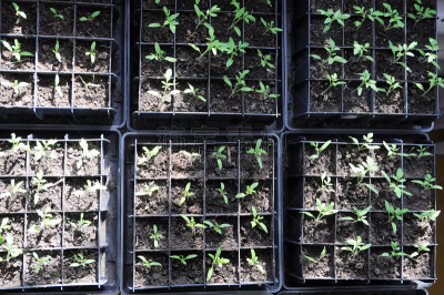 西红柿,秧苗,收件箱,裙尾,番茄植物,水平画幅,户外,俄罗斯,生长,起飞
