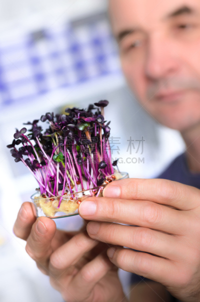 水芹,科学家,老年人,技术员,秧苗,大肠杆菌,豆芽,转基因,垂直画幅,科学实验