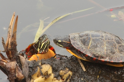 painted turtle,龟壳,龟,海龟,自然,野生动物,水平画幅,缓慢的,冷血动物,野外动物