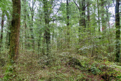 自然荒野区,风景,自然美,哈尔斯特山口,枝繁叶茂,松树,树干,植物,杜鹃花属,户外