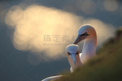 北方鲣鸟,德国,水,水平画幅,海港,鸟类,石灰石,夏天,海岸地形,户外