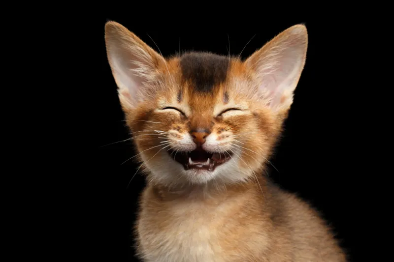 阿比西尼亚猫 分离着色 黑色背景 猫的叫声 猫 动物 欢乐 猫科动物 幸福 小猫图片素材下载 稿定素材 阿比西尼亚猫 分离着色 黑色背景 猫的叫声 猫 动物 欢乐 猫科动物 幸福 小猫图片素材下载 稿定素材