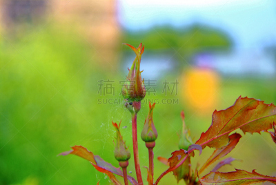 夏天,花蕾,单茎玫瑰,菜园,美,水平画幅,无人,罗斯堡,特写,俄罗斯