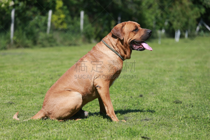 狗,雄性动物,野外动物,土佐斗犬,松狮,獒,日本武士,饲养员,牧羊犬,衣领