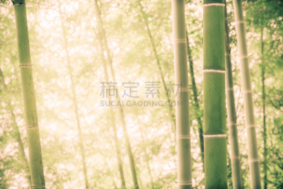 长春花属,竹林,丰,风水,公园,气候,水平画幅,枝繁叶茂,无人,早晨