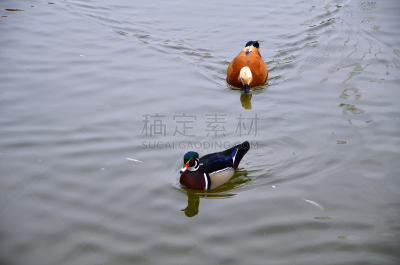 雌麻鸭,鸭子,浅红色雌麻鸭,树林鸭,呷呷叫,颈,自然,美,野生动物,水平画幅
