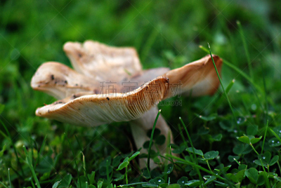 蘑菇,自然,饮食,石南花,水平画幅,秋天,无人,户外,食用菌,porcini mushroom