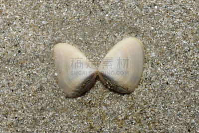 豆荚,褐色,水平画幅,沙子,伴侣,海岸地形,户外,开蚝壳,两个物体,海滩