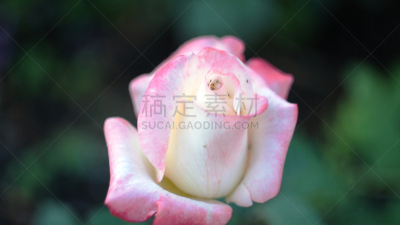 花坛,玫瑰,伦敦城,纳尔奇克,水平画幅,无人,户外,俄罗斯,高加索山脉,摄影