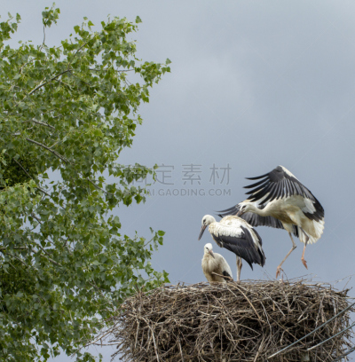 动物的巢,三只动物,小鸟,知识,垂直画幅,选择对焦,天空,颈,鸟类,特写