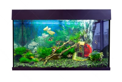 水族馆,自然美,热带鱼,长方形,白色背景,丽体鱼,亚马孙洲,海葵,银莲花,热带音乐