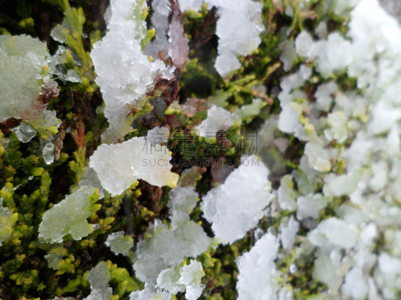 树篱,雪,园林,特写,利兰柏树,诺福克,复叶,柏树,风,水平画幅