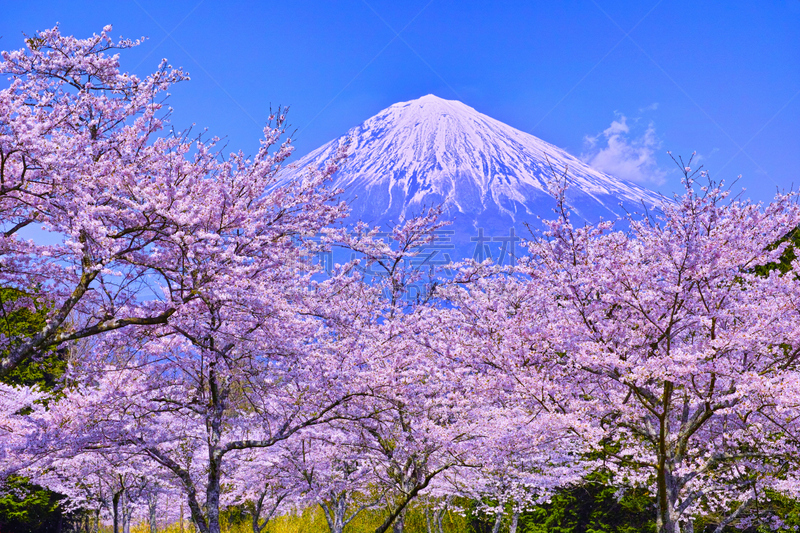 富士宫,富士山,樱桃树,摄像机拍摄角度,静冈县,雪山,樱花,自然,水平画幅,雪