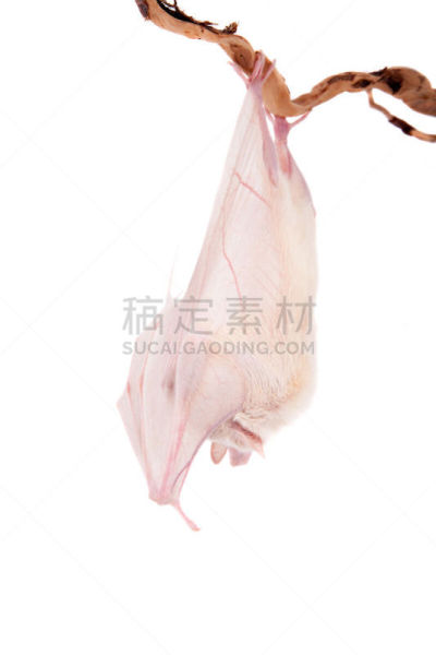 水果蝙蝠,分离着色,埃及,白色,垂直画幅,折叠的,夜晚,上下颠倒,特写