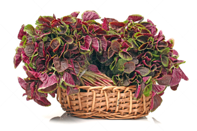 Amaranthus with white background