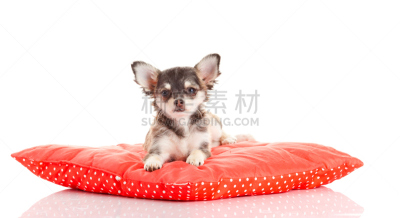 狗,枕头,红松,床,褐色,纯种犬,水平画幅,小的,可爱的