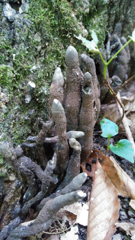 四季,垂直画幅,选择对焦,美,无人,夏天,户外,特写,季节,自然