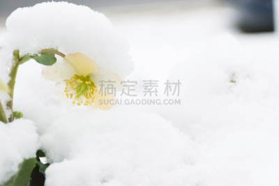 雪,白色,玫瑰,美,水平画幅,特写,圣诞装饰物,植物,彩色图片