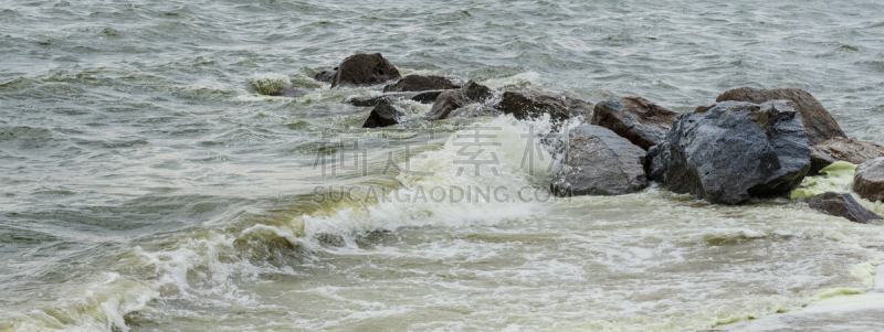 赤潮,海洋,浮游生物繁殖,浮游生物,水,美,水平画幅,睡莲,无人