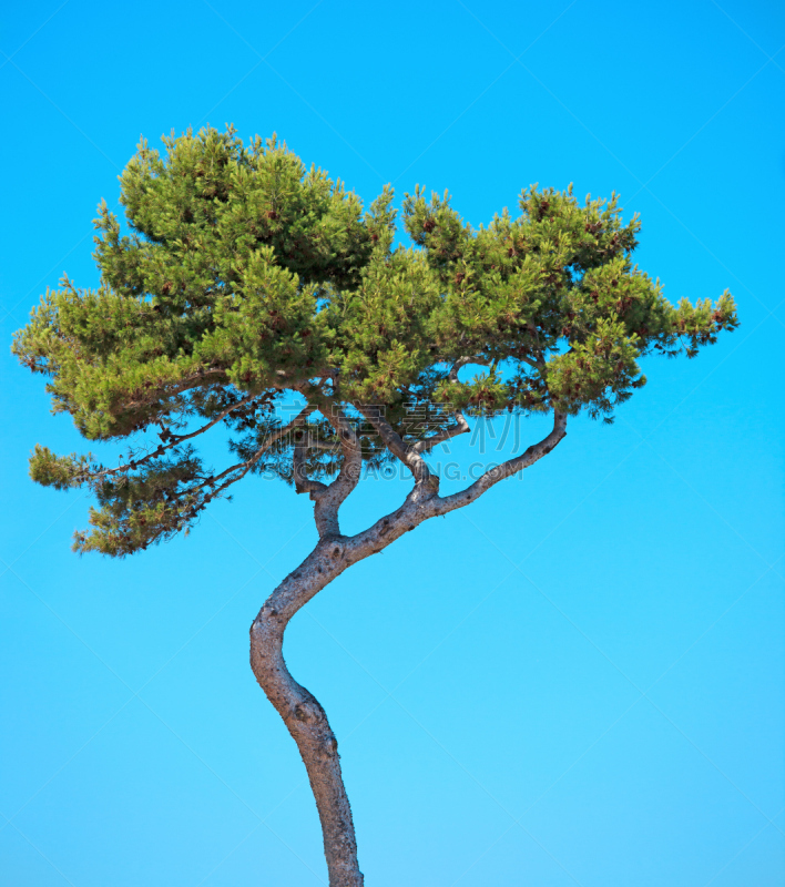 天空,普罗旺斯,法国,蓝色,弯的,背景,海岸松,科特达祖尔度假地,垂直画幅,无人