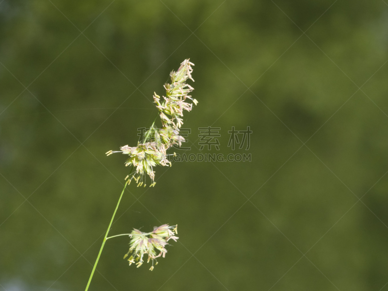 选择对焦,草,特写,仅一朵花,鸭茅,小公鸡,沙土障碍,鸭茅草,花序,野生猫科动物