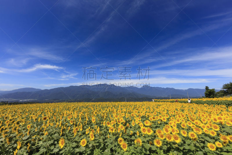 向日葵,日本,田地,八岳山,八月,农业,舒服,风,休眠火山,夏天