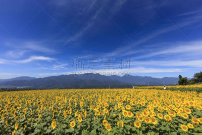 向日葵,日本,田地,八岳山,八月,农业,舒服,风,休眠火山,夏天