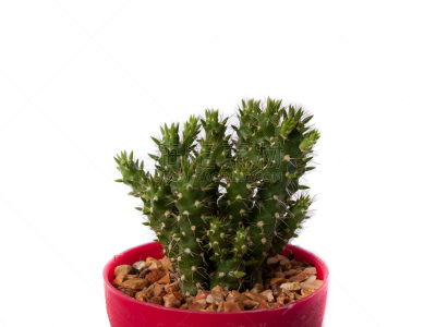 仙人掌,hecho cactus,观峰玉,beavertail cactus,cardon cactus,水平画幅,无人,干的,特写,仅一朵花