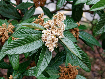大特写,美,芳香的,水平画幅,枝繁叶茂,户外,彩色背景,植物,热带气候,植物学