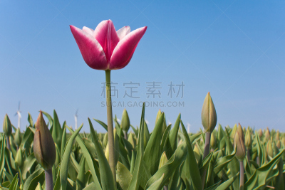 郁金香,数字1,水平画幅,无人,夏天,特写,仅一朵花,植物,荷兰,彩色图片