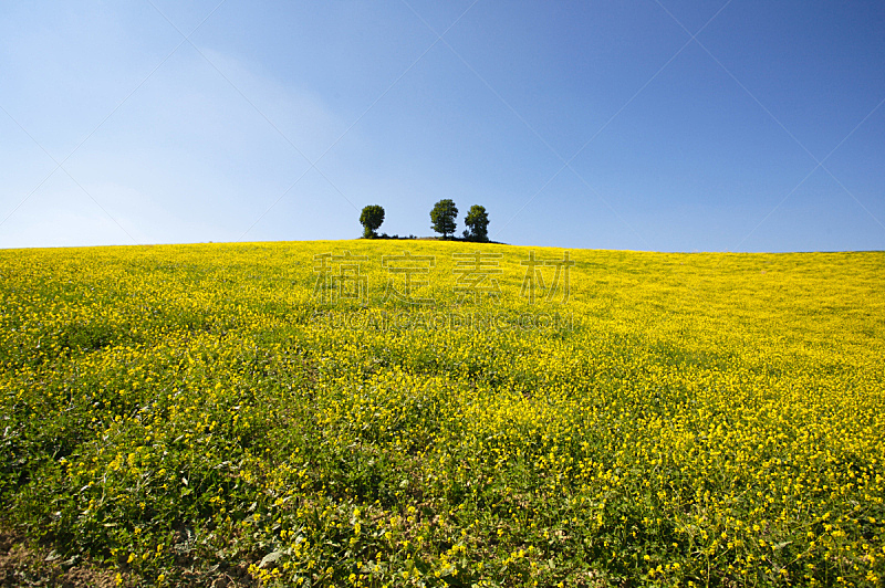 田地,黄色,天空,美,水平画幅,无人,夏天,户外,农作物,植物