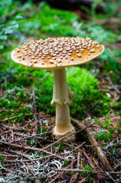 毒蝇菇,特写,垂直画幅,公园,褐色,无人,早晨,户外,草,充满的