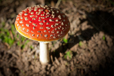 鹅膏菌,自然,红色,白色,伞形毒菌,水平画幅,彩色图片,无人,斑点,摄影