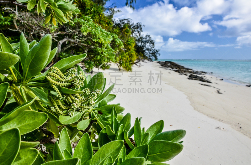 海伦岛,灌木丛,章鱼,热带气候,世界遗产,自然美,礁石,珊瑚,海滩度假,澳大利亚