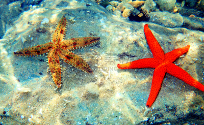 地中海,星星,红海,户外,水下,季节,夏天,形状,红色,蓝色