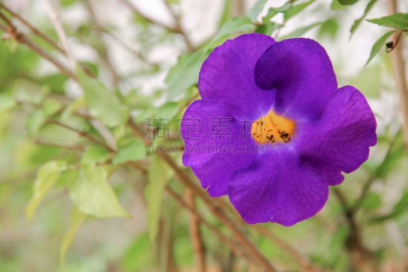 clock vine,爵床科,灌木,紫色,黑眼苏珊葡萄,bear's breeches,品红色,植物园,芳香的,枝繁叶茂