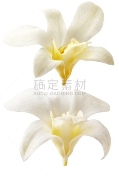 仅一朵花,香草兰,白色背景,分离着色,垂直画幅,兰花,标签,异国情调,甜点心,白色