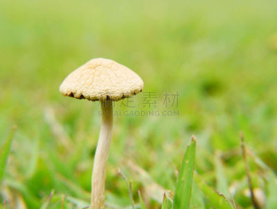 草,蘑菇,美,褐色,水平画幅,无人,巨大的,生食,草坪,组物体