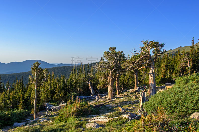 狐尾松,山, 巨人歌利亚,埃文斯山荒野地,天空,美国西部,洛矶山脉,水平画幅,无人,早晨