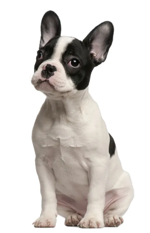 斗牛犬 斗牛犬图片 斗牛犬素材下载 稿定素材 斗牛犬 斗牛犬图片 斗牛犬素材下载 稿定素材