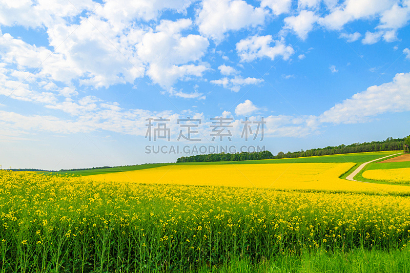Yellow rapeseed flower field and blue sky, Burgenland, southern Austria