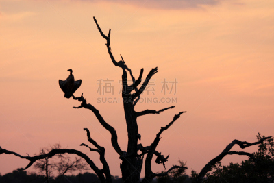 秃鹰,撒哈拉以南非洲,德兰士瓦省,普马兰加省,机敏,公园,食肉鸟,水平画幅,无人,鸟类