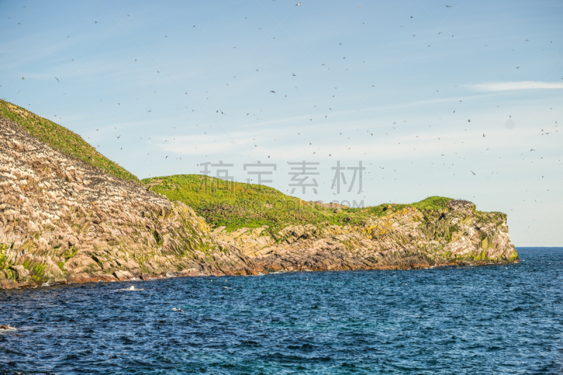 鸟类,海鸦,加拿大,在上面,岩石,水,褐色,水平画幅,山,户外